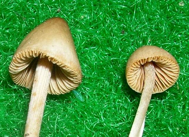 Una Conocybe al Giardino botanico